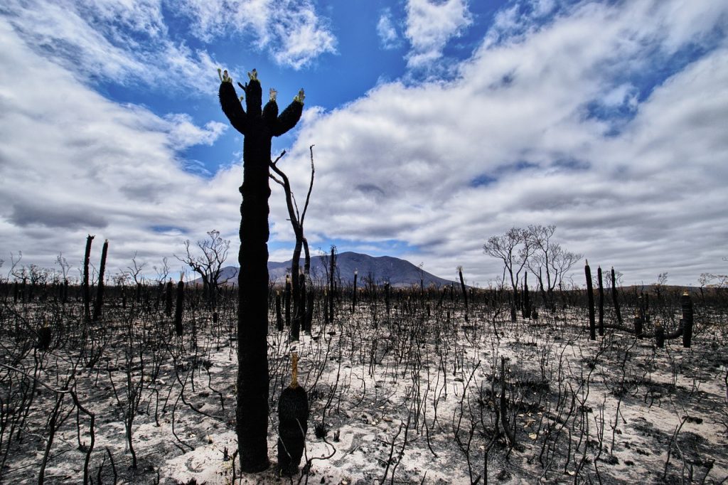 Australia Bushfire 