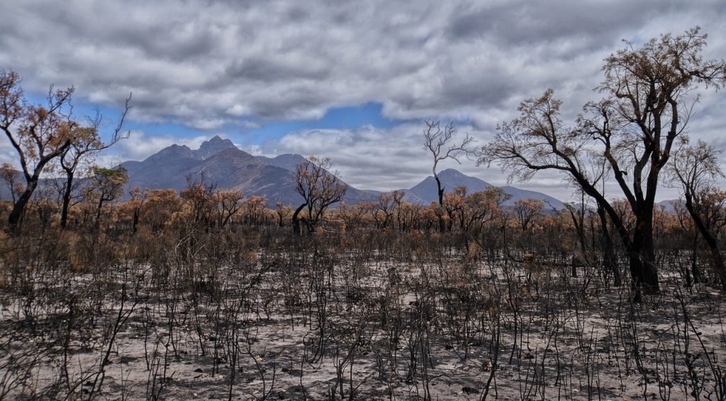 Bushfire devastation in Australia 